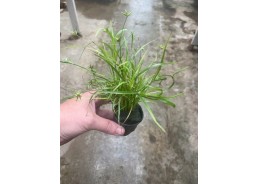 Juncus repens - Pot de 5cm