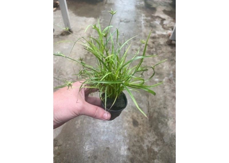 Juncus repens - Pot de 5cm