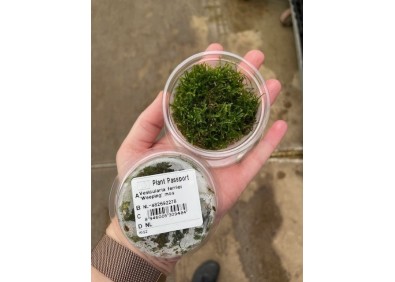 Weeping mousse - Cup 80cc