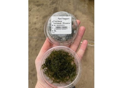 Phoenix mousse/Fissidens - Cup 80cc