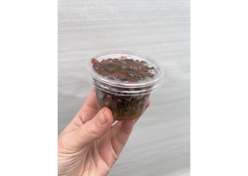 Alternantera minima - Cup in Vitro