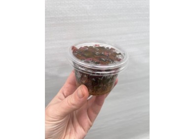 Alternantera minima - Cup in Vitro