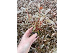 Alternanthera reineckii...