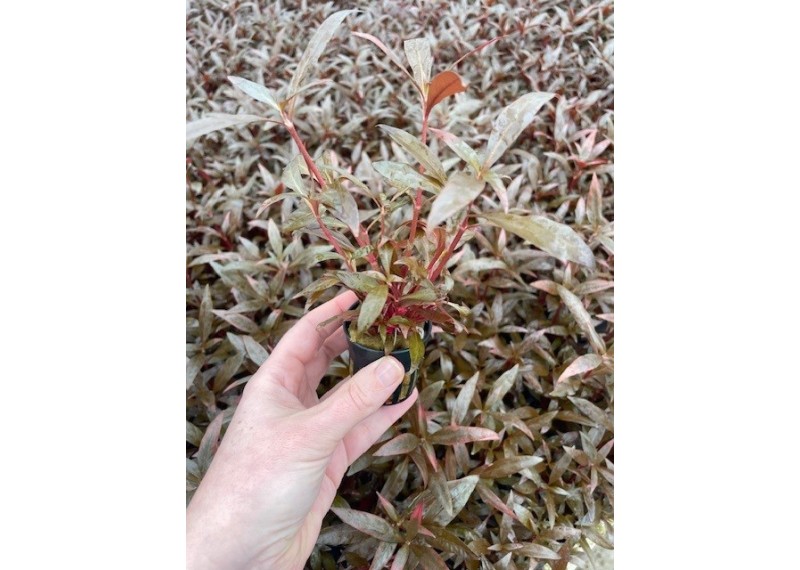 Alternanthera reineckii mini - Pot de 5cm