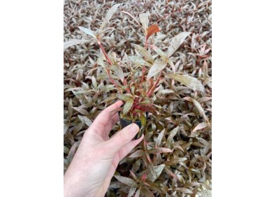 Alternanthera reineckii mini - Pot de 5cm