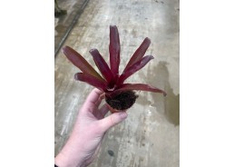 Guzmania (bromelia) - Pot...