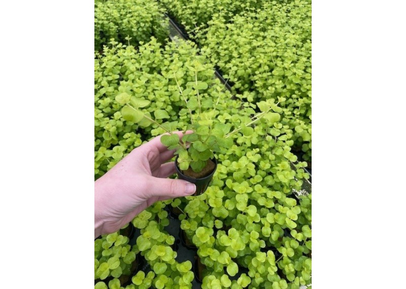 Lysimachia nummelaria aurea - Pot de 5cm