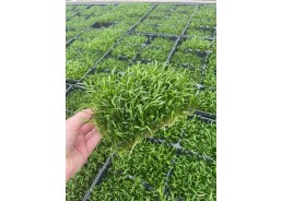 Lilaeopsis novea zelandia...