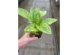 Echinodorus cordofolius...