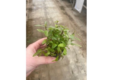 Hygrophila rosanervig - Pot de 5cm