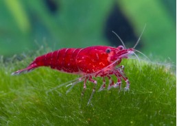 Crevette red fire sakura