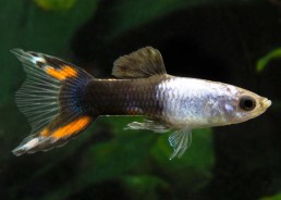 Guppy mâle endler silverado...