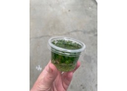 Bacopa caroliniana - Cup in...