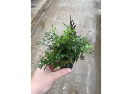 Bolbitus heteroclita...