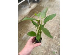 Echinodorus impaii - Pot de...