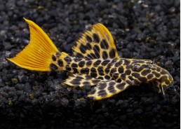 Pseudacanthicus leopardus L114