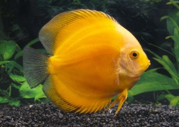 Discus séléct yellow melon