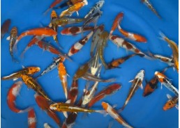 Nisai Kohaku MARUSEI