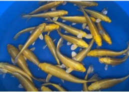 Nisai Kohaku MARUSEI