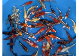 Tosai Doitsu Sanke SHINODA