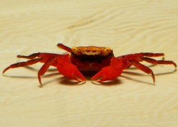 Crabe vampire red ruby (mâle)