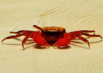 Crabe vampire red ruby (mâle)