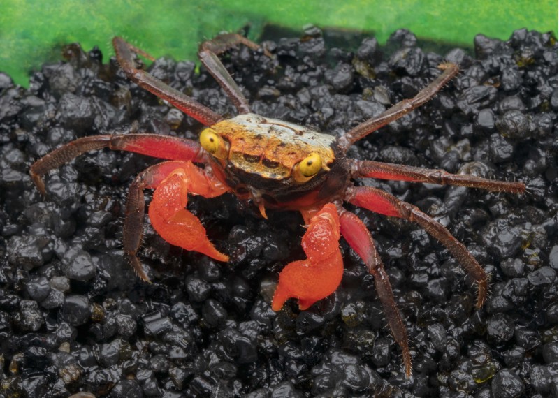 Crabe roxy pattes noires (mâle)