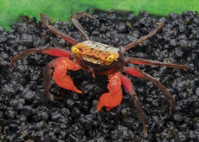 Crabe roxy pattes noires (mâle)