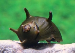 Escargot clithon corona noir