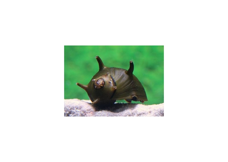 Escargot clithon corona noir