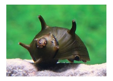 Escargot clithon corona noir