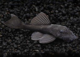 Pleco medusa L035