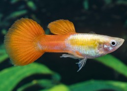Guppy mâle golden head