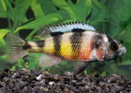 Haplochromis obliquidens