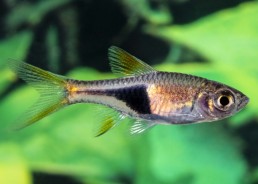 Rasbora espei