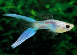 Guppy mâle lyre blue japan