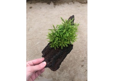 Pogostemon sur racine (small)