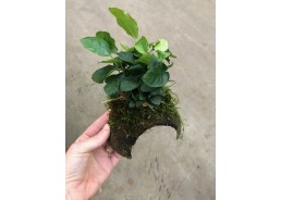 Anubia sur noix de coco 3...