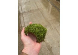 Mousse de java sur noix de...