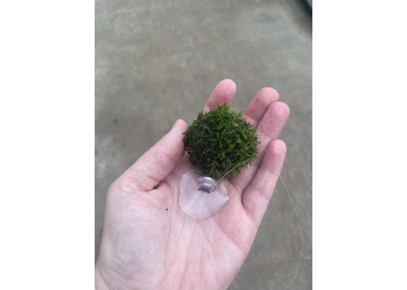 Mousse de java flottante avec ventouse