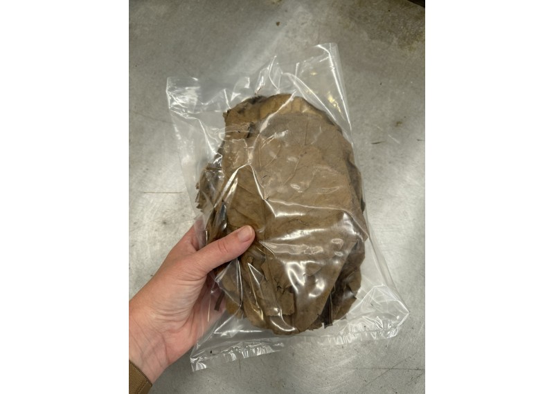 Feuilles d'amandier (20 pcs)