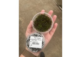 Vesicularia dubyana...