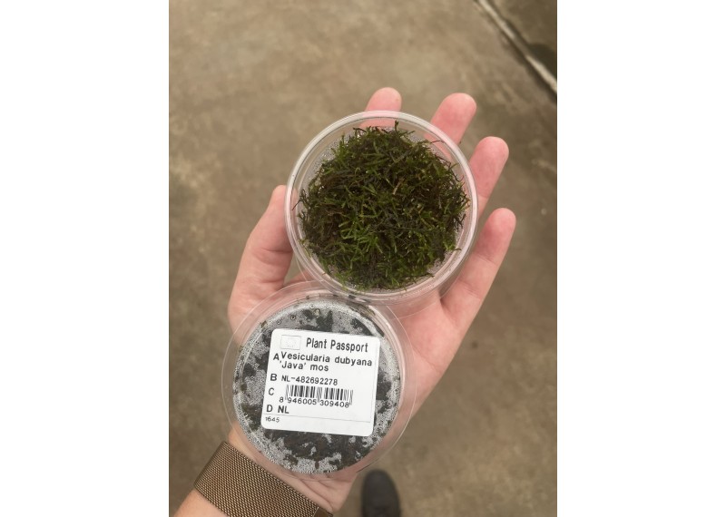 Vesicularia dubyana (javamousse) - Cup 80cc