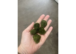 Chladophlora (mosbal)  inf...