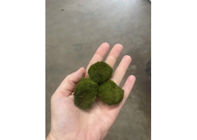 Chladophlora (mosbal) 3-4 cm M