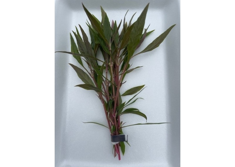 Alternanthera rosaefolia - Bouquet