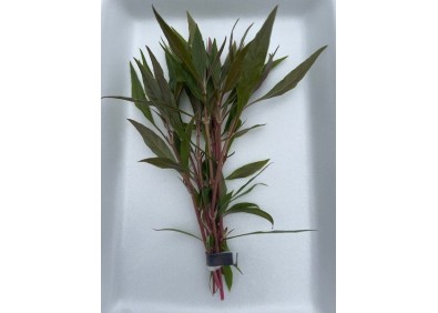 Alternanthera rosaefolia - Bouquet