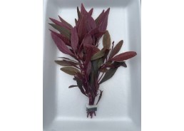 Alternanthera sessilis -...