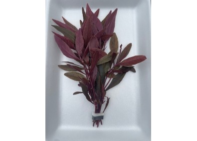 Alternanthera sessilis - Bouquet