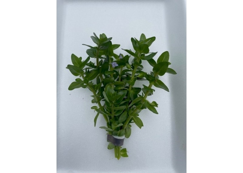 Bacopa amplexicaulis (caroliniana) - Bouquet